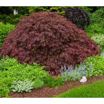 Acer