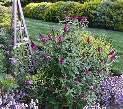 Butterfly Bush White Flower Farm