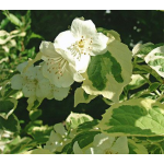 Mock Orange