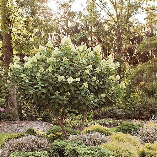 Zone 34 Shrubs & Vines White Flower Farm