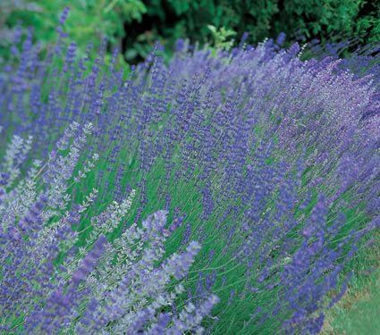 Zone 6 Perennials | White Flower Farm