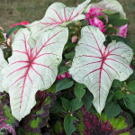 Caladium