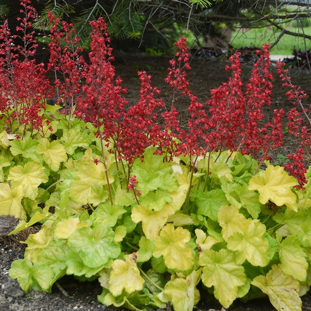 Heuchera Dolce 'Appletini' - Thumbnail 3