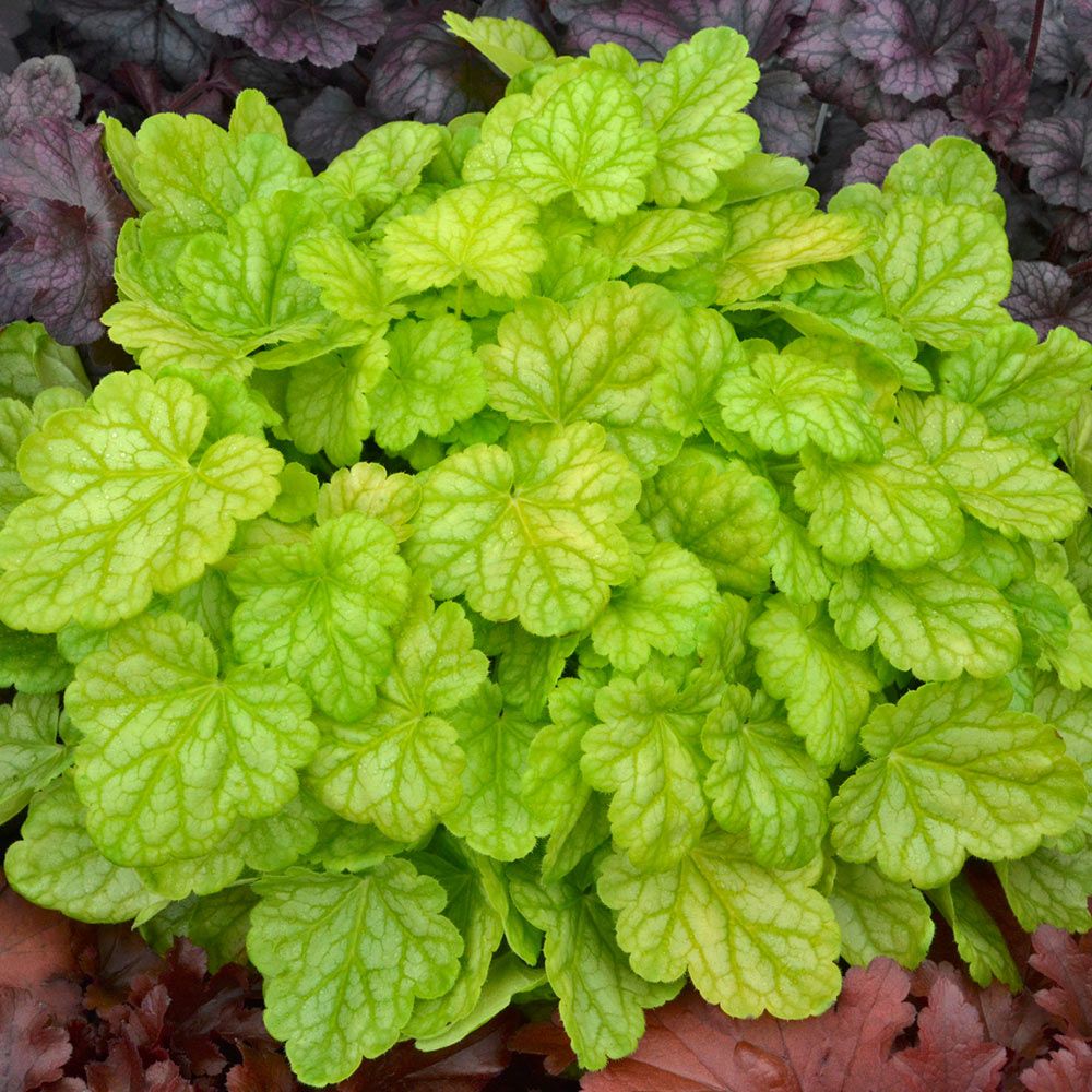 Heuchera Dolce 'Appletini'