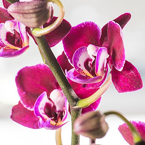 Three Months of Mini Moth Orchids
