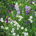  Sweet Pea Jewels of Albion Mix (Lathyrus odoratus)