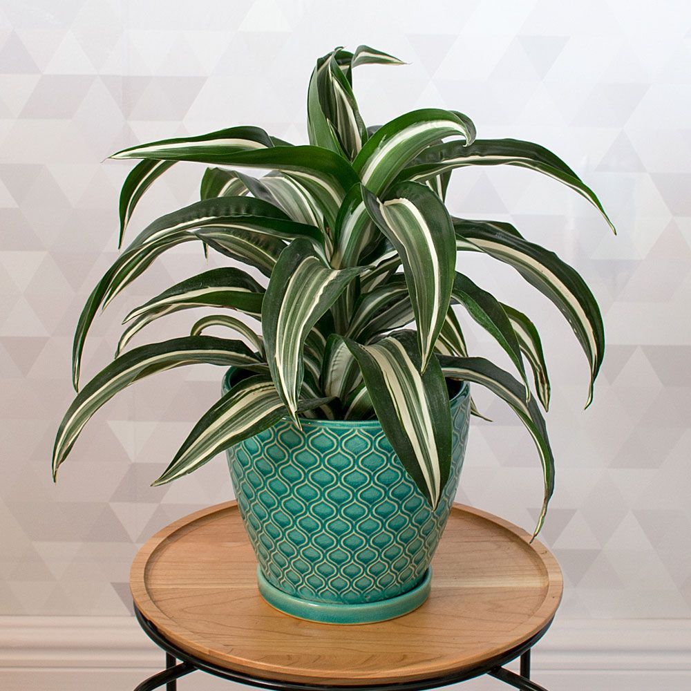 All Houseplants White Flower Farm