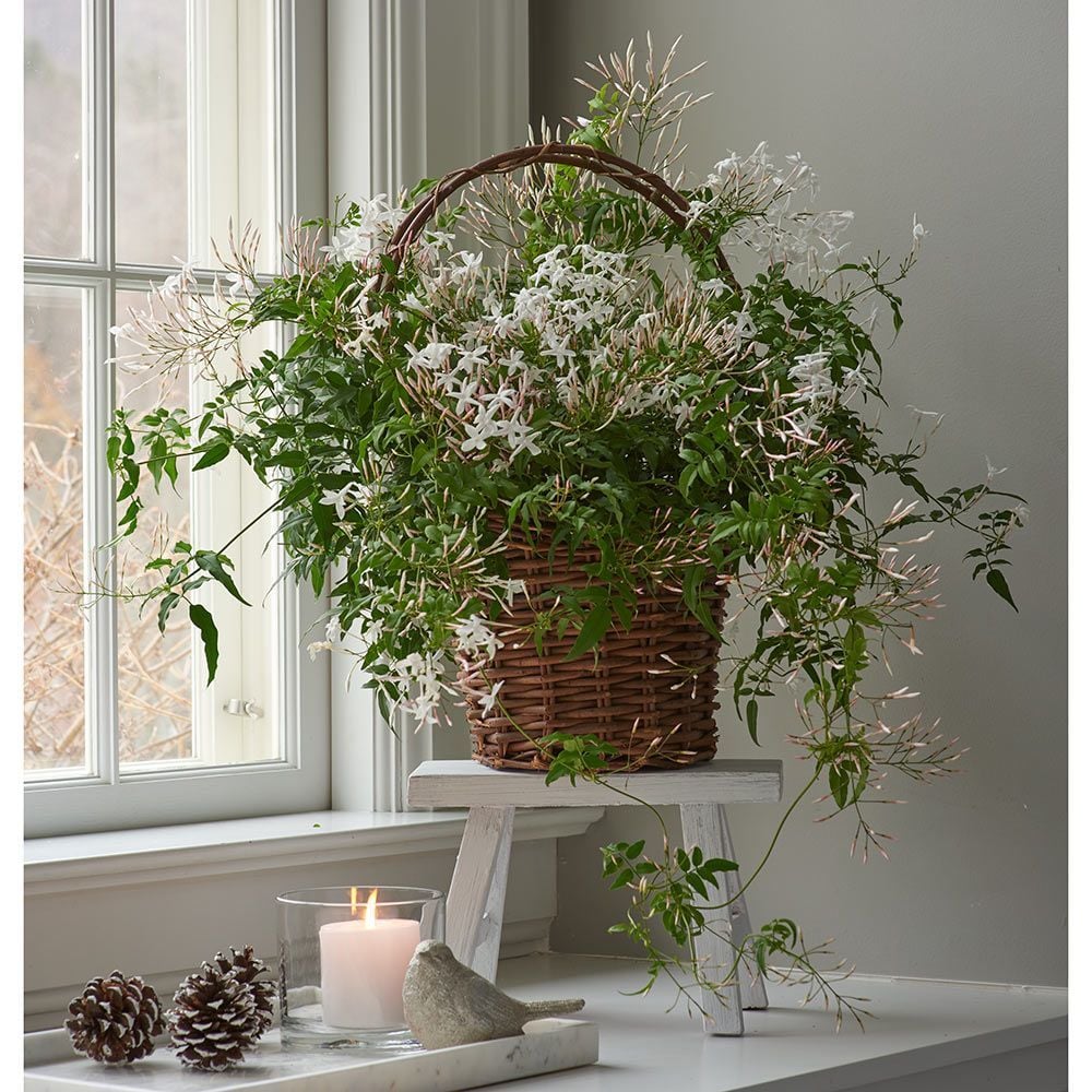  Jasmine  Plants  Jasmine  Flowers  Indoor  Jasmine  White 