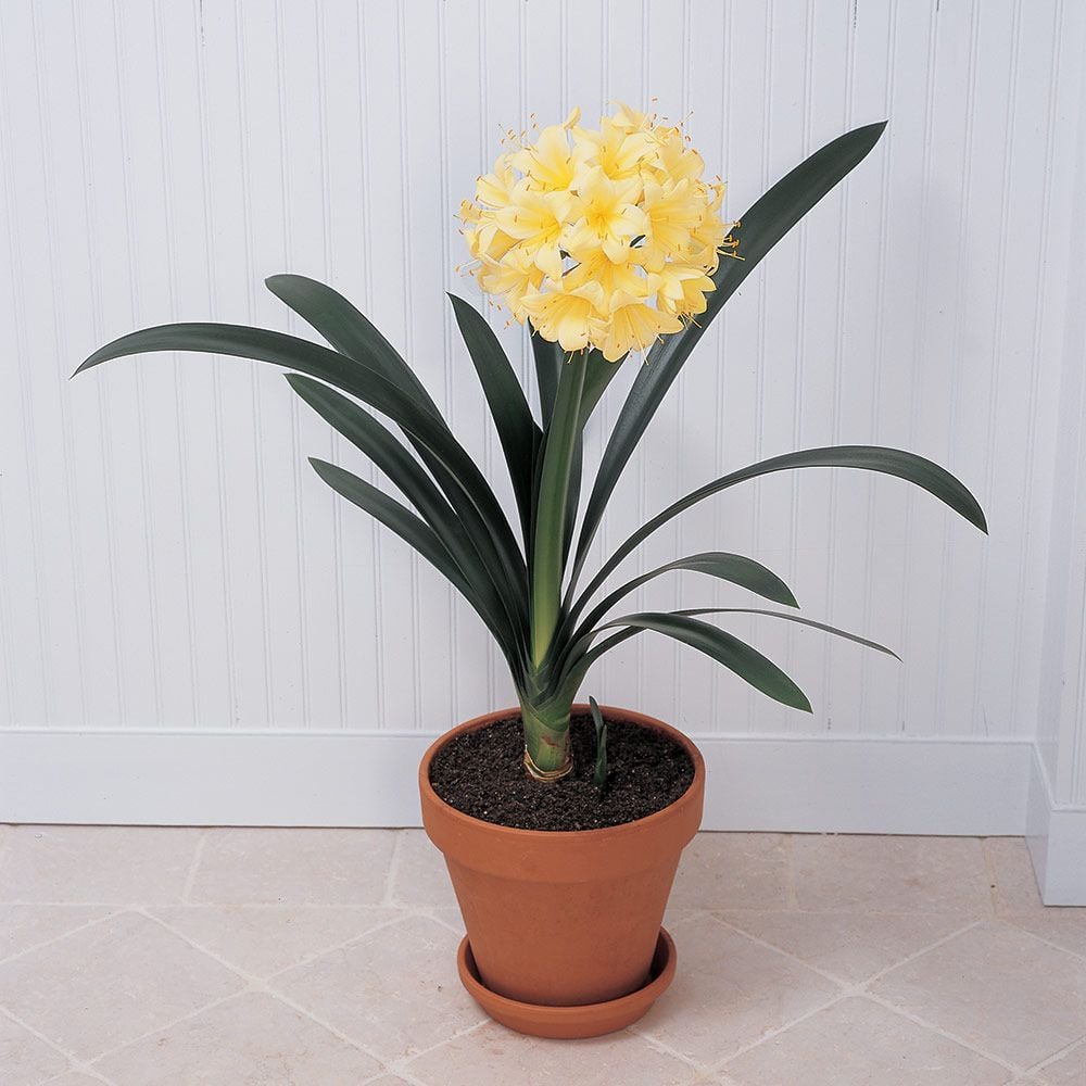 Exclusive Clivia Plants White Flower Farm