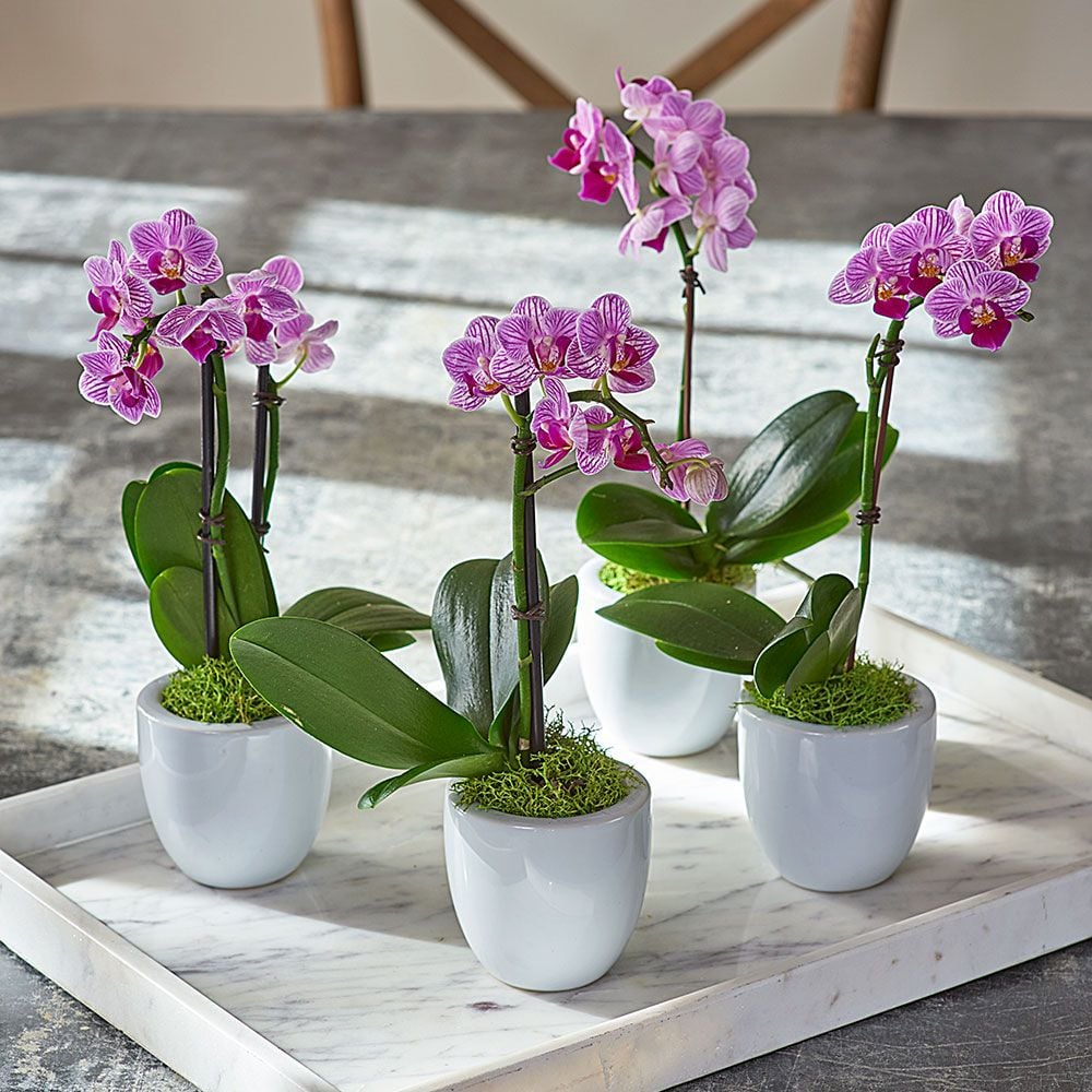 Mini Orchid Quartet in 3