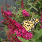  Buddleia 'Miss Molly'