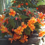  Begonia 'Firedance' Blackmore & Langdon Trailing Variety