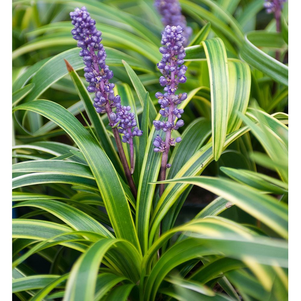 Liriope muscari 'Variegata'