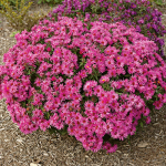  Symphyotrichum novae-angliae 'Vibrant Dome'