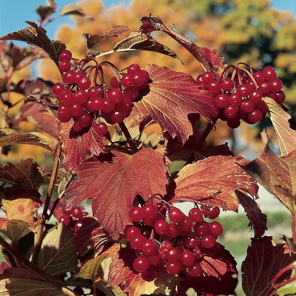 Viburnum trilobum 'Wentworth'