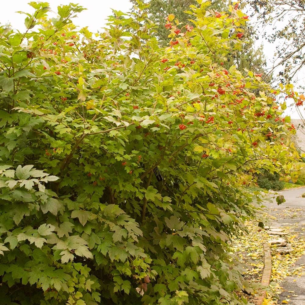 Viburnum trilobum 'Wentworth' White Flower Farm