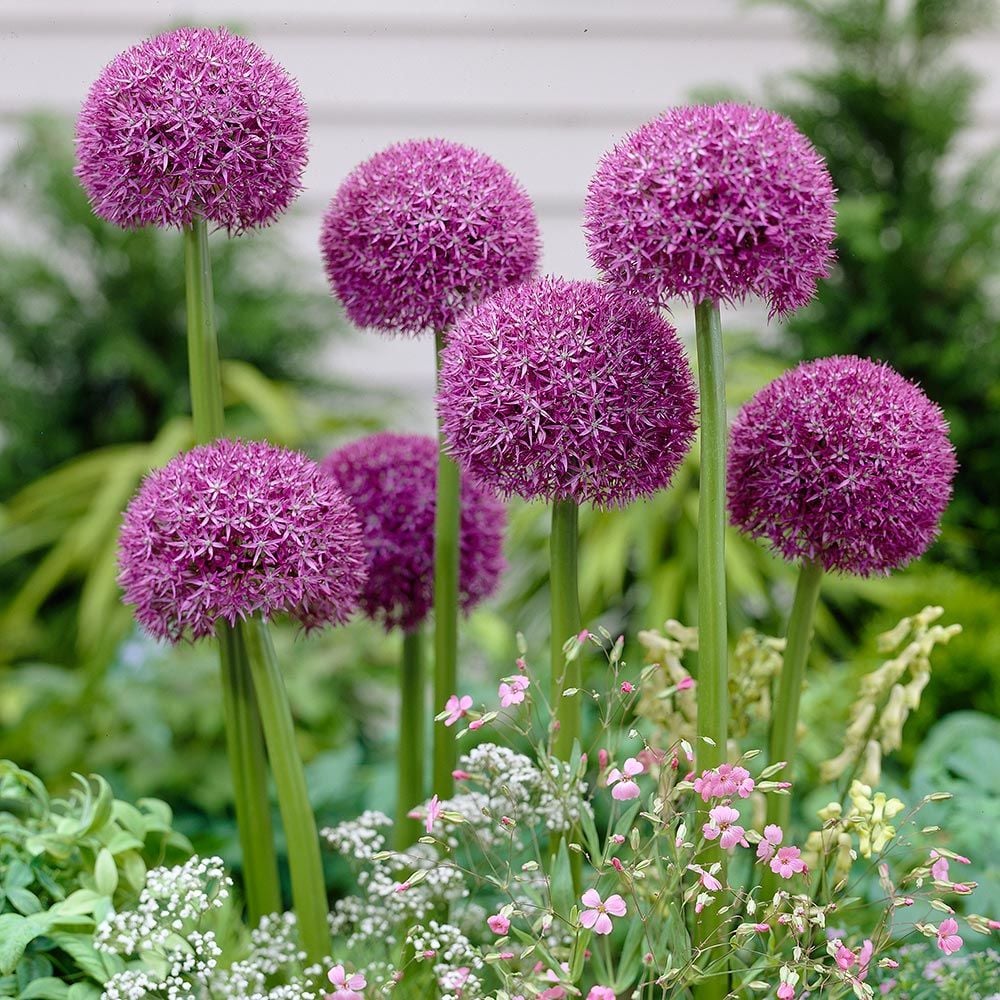 Allium 'Pinball Wizard'