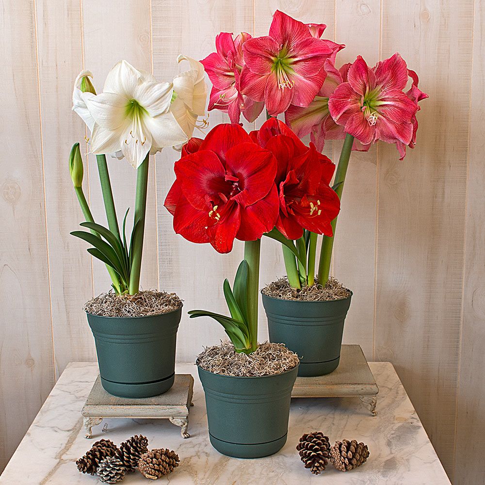 Colorful Trio of South African Amaryllis White Flower Farm