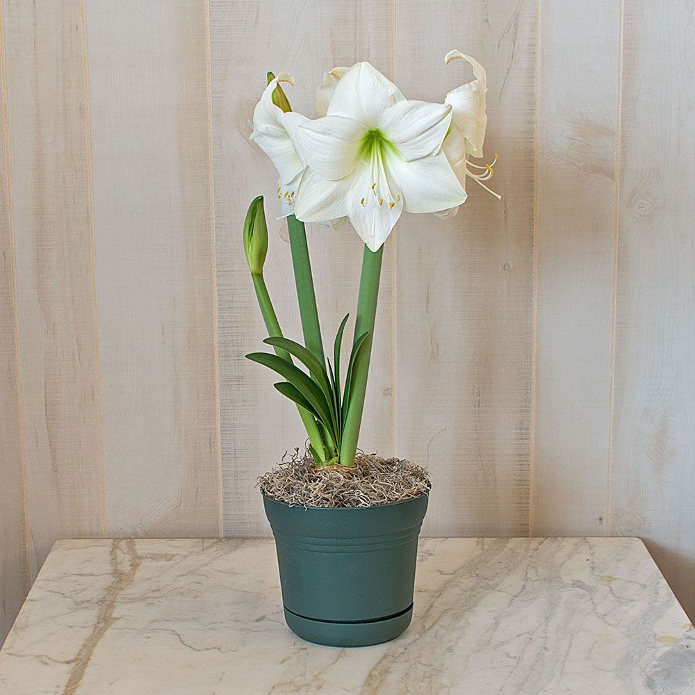 Amaryllis Wedding Dance®