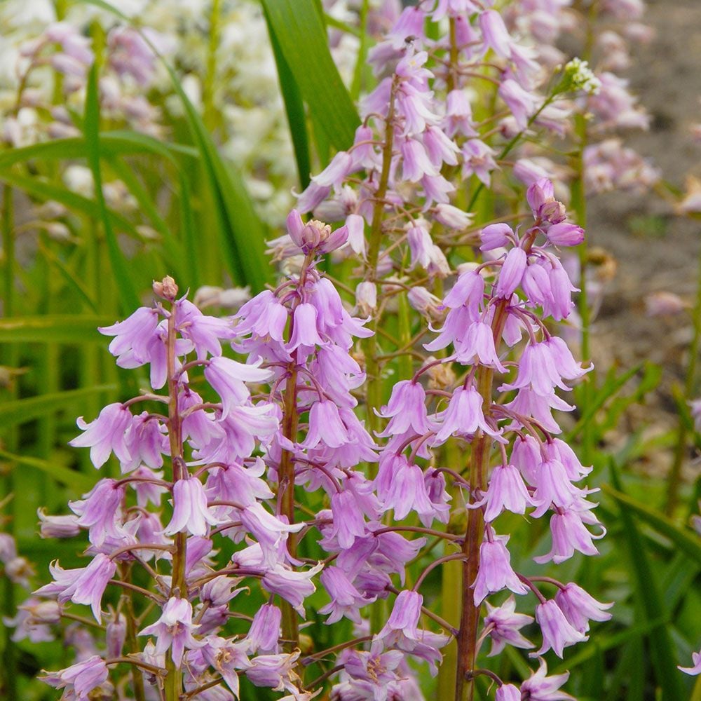 Hyacinthoides hispanica 'Miss World'