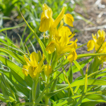  Iris bucharica 'Top Gold' (6 bulbs per bag)