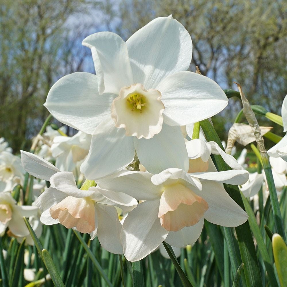 Narcissus 'Amore Mio'