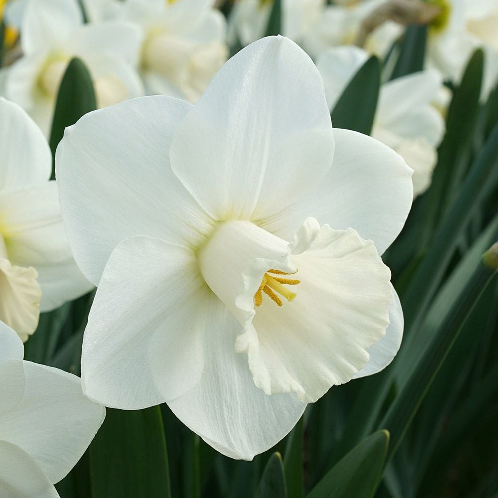 Narcissus 'La Delicatesse'