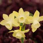  Narcissus 'Moonlight Sensation'