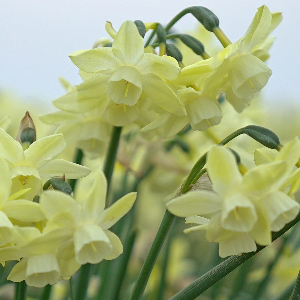Narcissus 'Moonlight Sensation' White Flower Farm