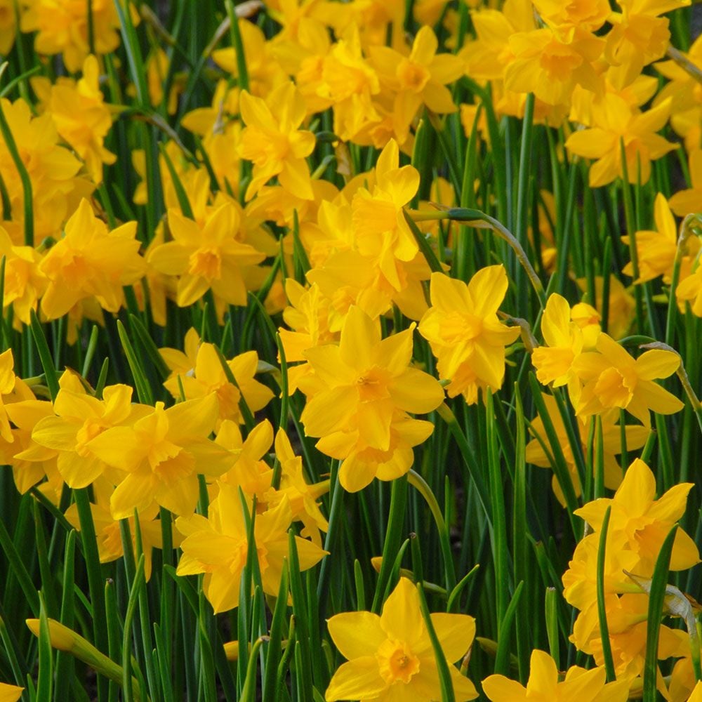 Narcissus 'Orange Queen'