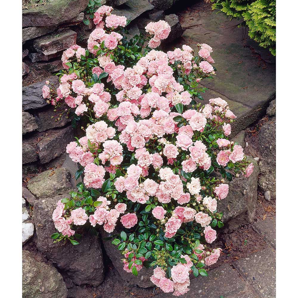 Rose The Fairy White Flower Farm