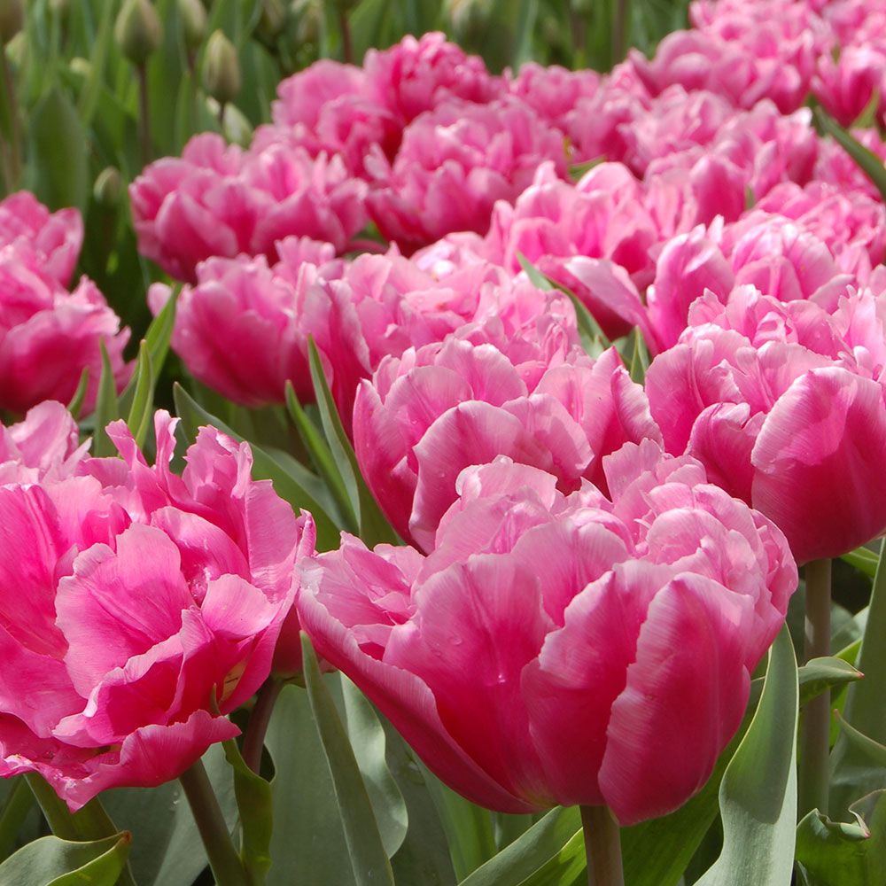 Tulip 'Dior'