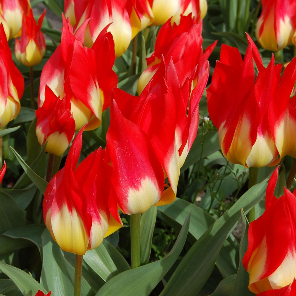 Tulip 'Flames Mystery'