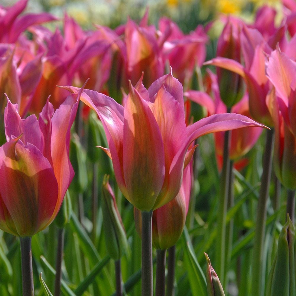 Tulip 'Liva'