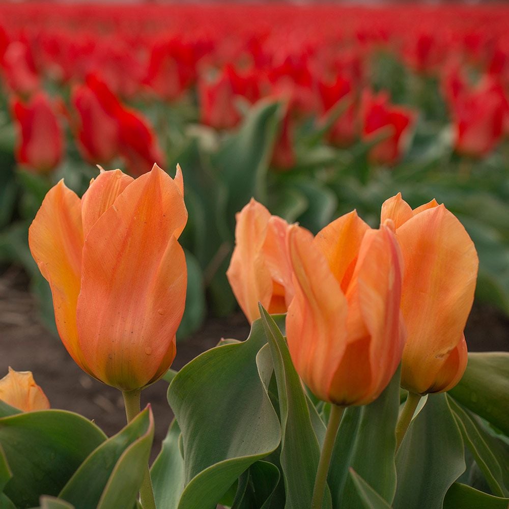 Tulip 'Princeps Orange'