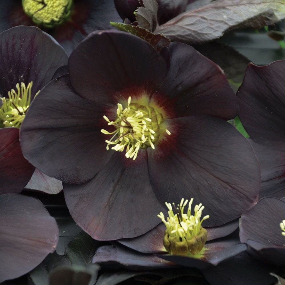 Helleborus Honeymoon® 'New York Night'