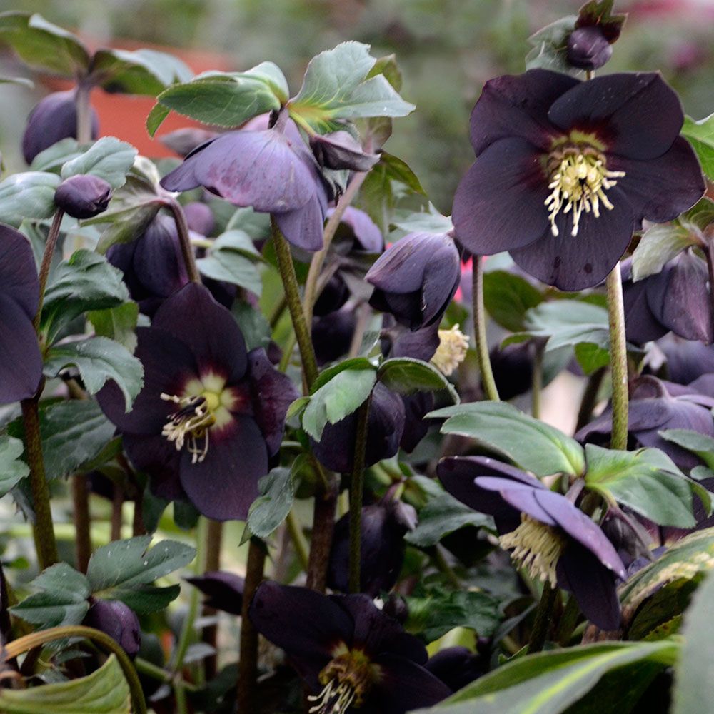 Helleborus Honeymoon® 'New York Night' White Flower Farm