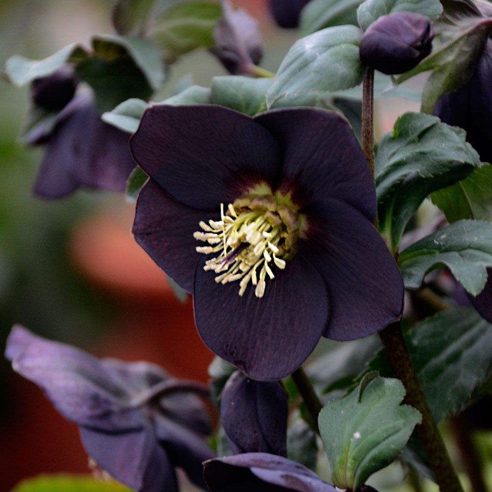 Helleborus Honeymoon® 'New York Night' White Flower Farm