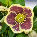  Helleborus Honeymoon® 'Rio Carnival'