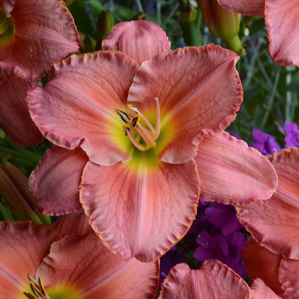 Hemerocallis (Daylily) 'Scottish Fantasy' - Reblooming