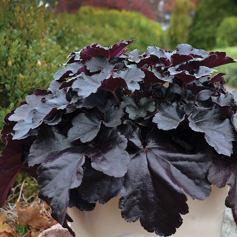 Heuchera Primo™ 'Black Pearl'