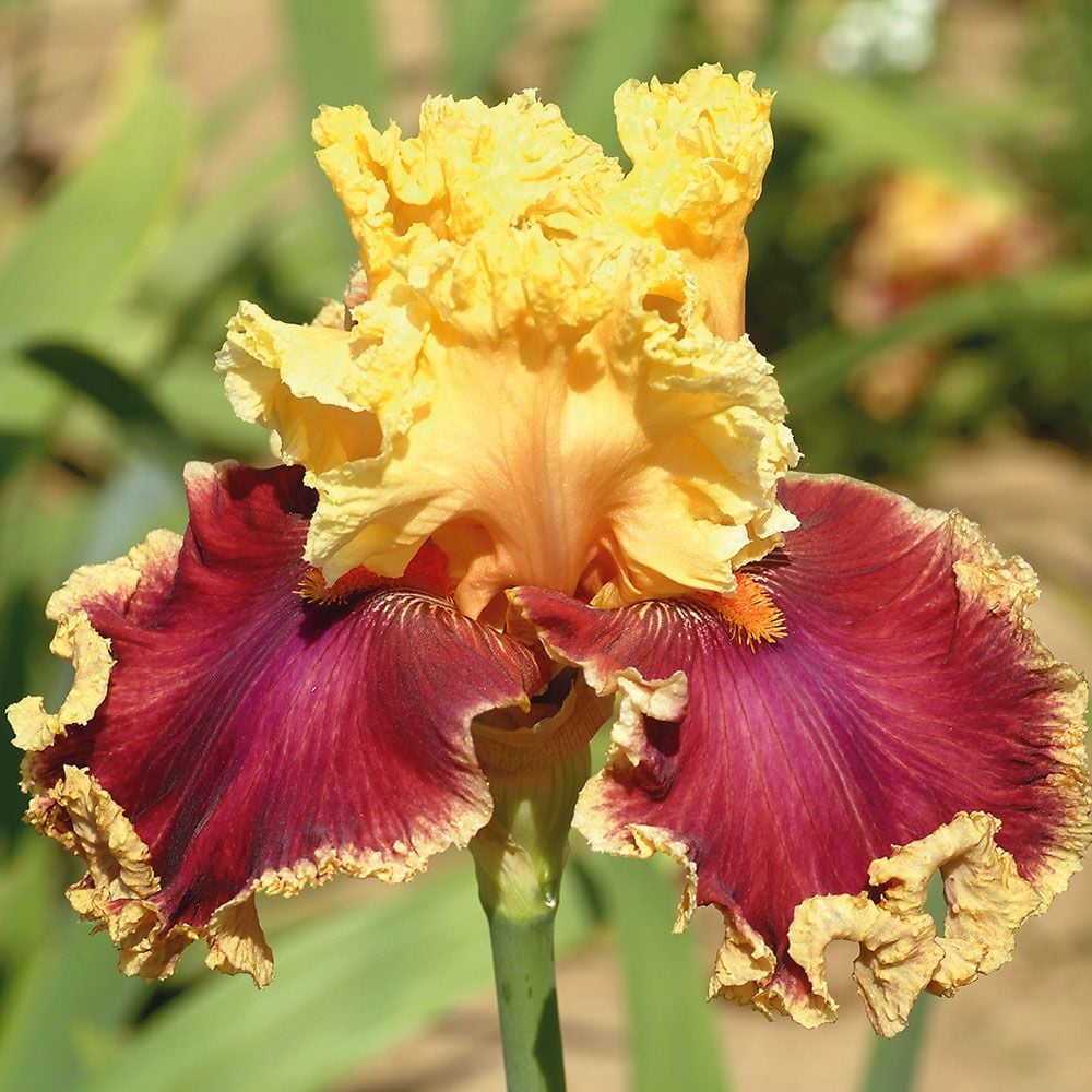 Iris germanica 'Decadence'
