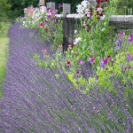 Phenomenal Lavender, Lavandula