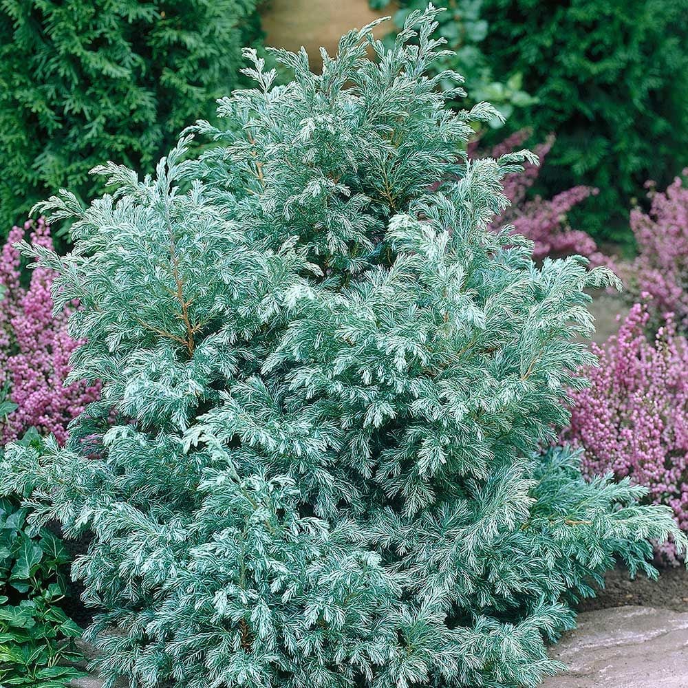 Chamaecyparis pisifera 'Boulevard'