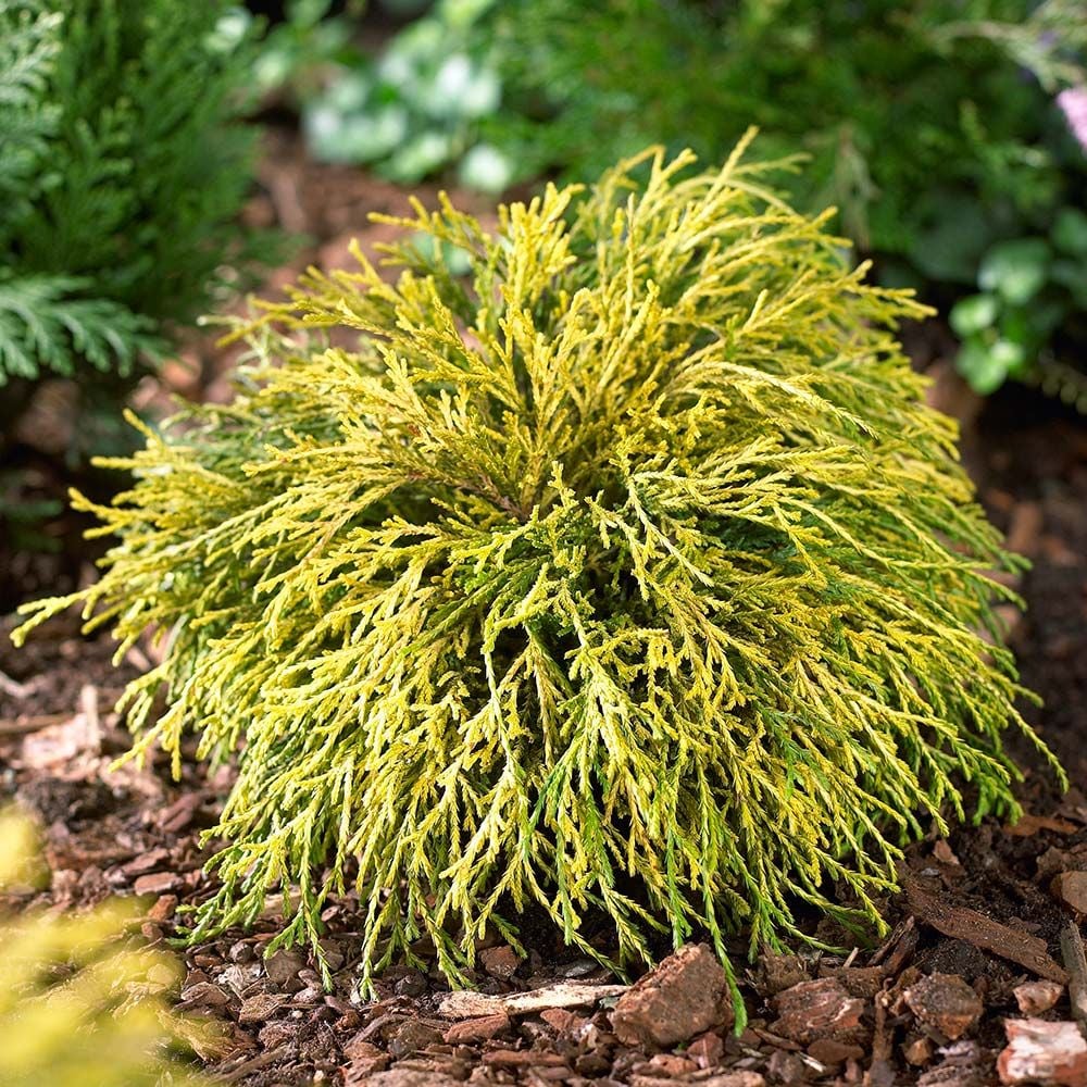 Chamaecyparis pisifera 'Sungold'