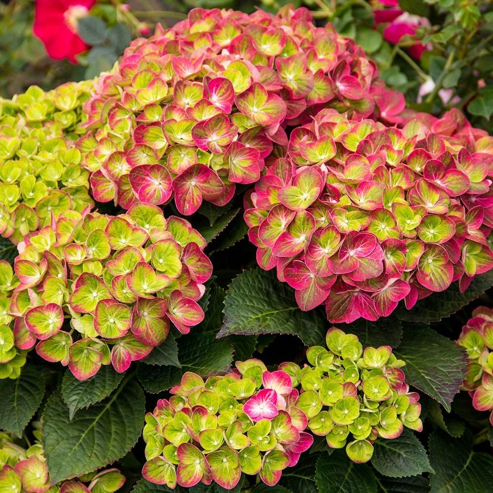 Hydrangea macrophylla Tilt-A-Swirl® | White Flower Farm