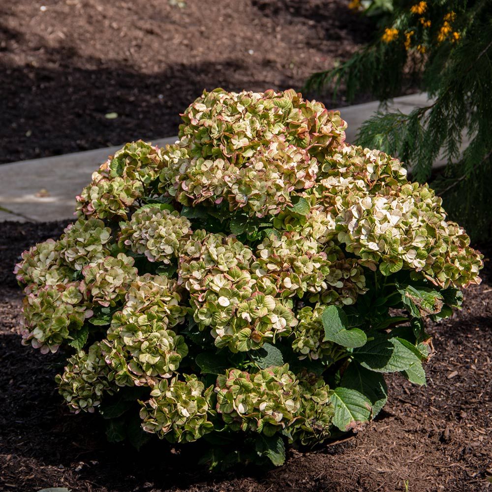 Hydrangea macrophylla Tilt-A-Swirl® | White Flower Farm