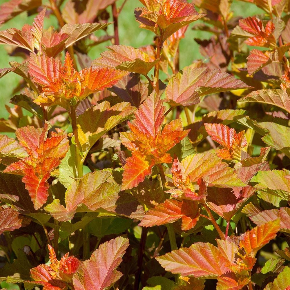 Physocarpus opulifolius Amber Jubilee™