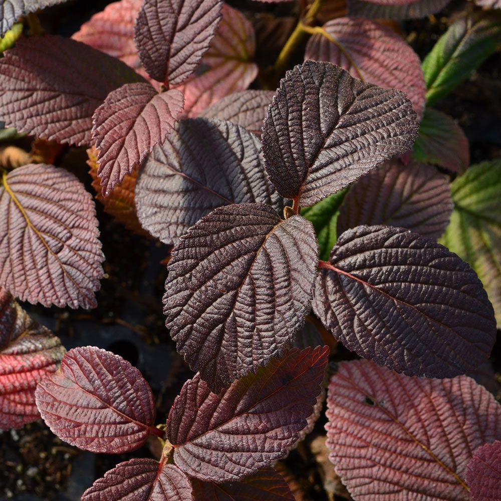 Viburnum plicatum Opening Day™ White Flower Farm