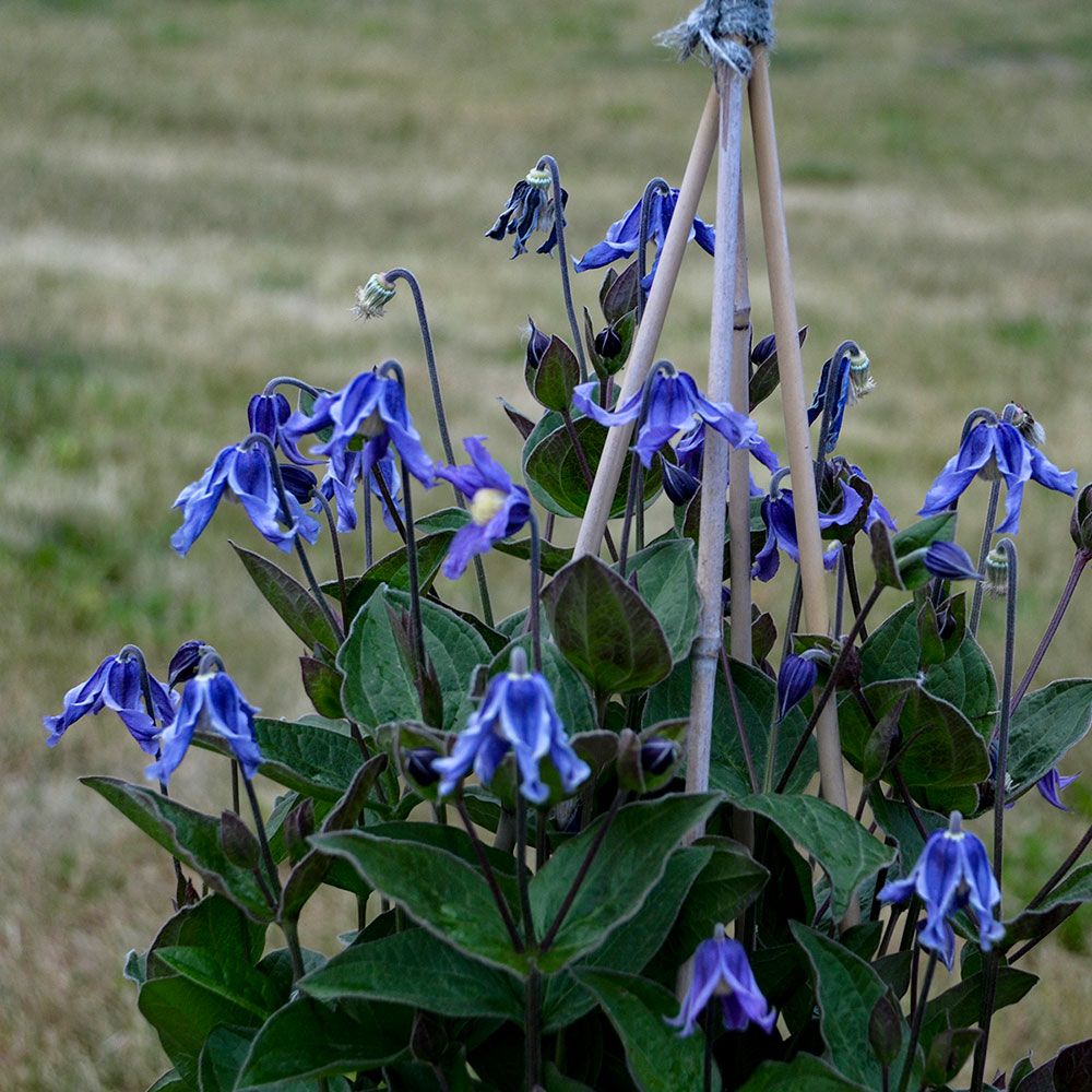 Clematis 'Stand By Me' White Flower Farm